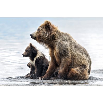 Tableau animaux profile Family HEXOA