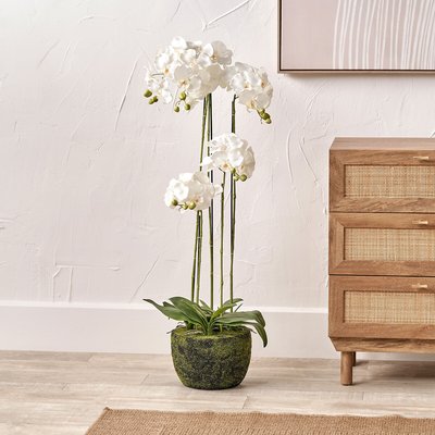 115cm Tall White Orchid in Moss Pot SO'HOME