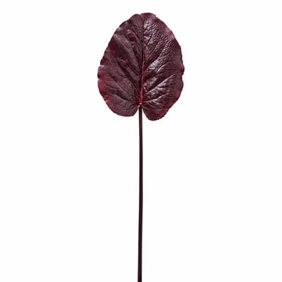 Feuille de galax artificielle H85 SIA