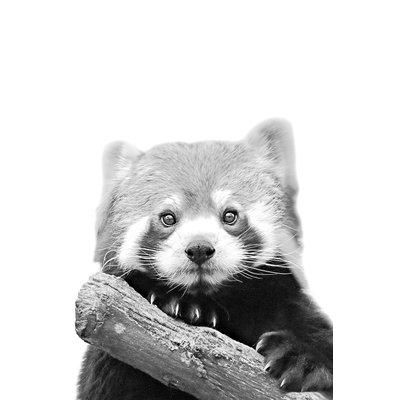 Tableau animaux panda roux HEXOA