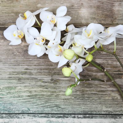 Tableau Mural Orchidée FLEUR CEANOTHE