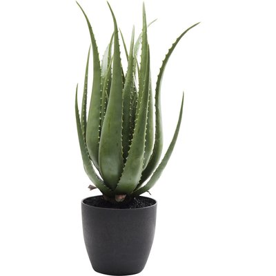 Plante décorative Aloe KARE DESIGN