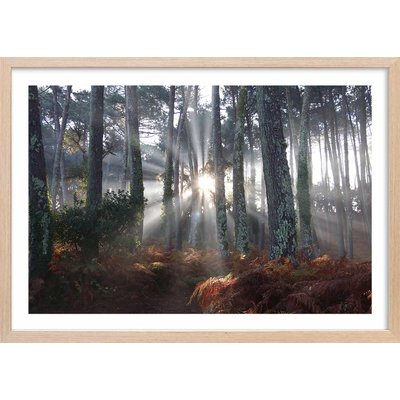 Affiche paysage brume landaise HEXOA