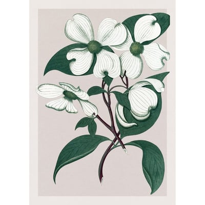 Affiche plante  Cornus Florida THE DYBDAHL CO