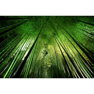 Tableau nature forêt de bambous à kyoto HEXOA