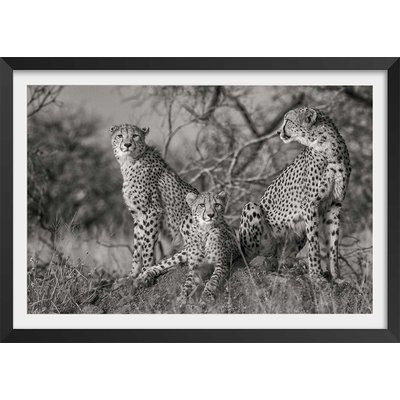 Affiche animaux 3 petits chats HEXOA