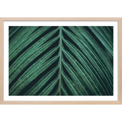 Affiche feuille palmen HEXOA