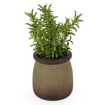 15.8cm Artificial Sedum Linare Plant in Pot SO'HOME