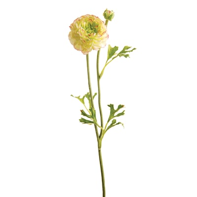 Tige de renoncule artificielle H36 SIA DECO