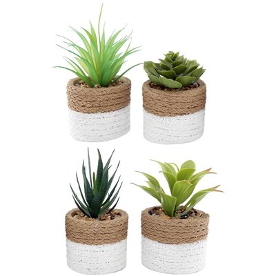 Plante succulente en pot bicolore 8 x 15 cm (Lot de 4) JARDINDECO