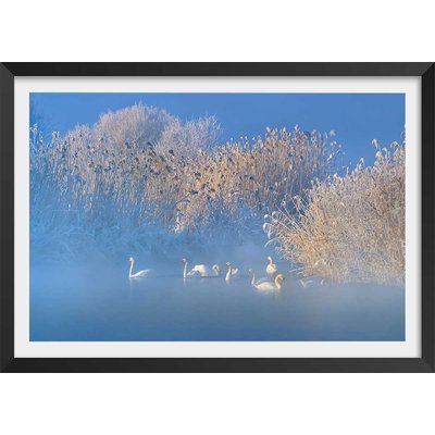 Affiche cygnes dans le givre matinal HEXOA