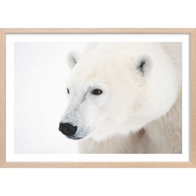 Affiche photo ours blanc polaire HEXOA
