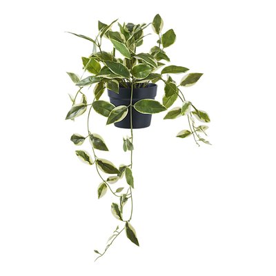 Plante artificielle hoya carnosa en pot PIER IMPORT