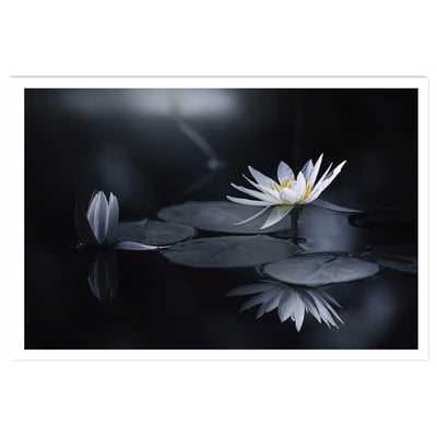 Affiche fleurs Alba nénuphar HEXOA