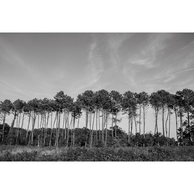 Tableau noir et blanc pinède d' hossegor HEXOA