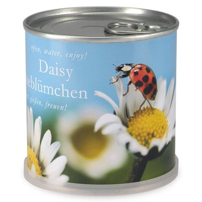 Marguerites à faire pousser en boite MAC FLOWERS