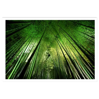 Affiche nature forêt de bambous à kyoto HEXOA