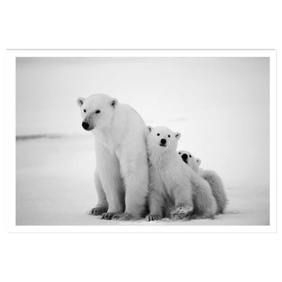 Affiche animaux family polar bear HEXOA