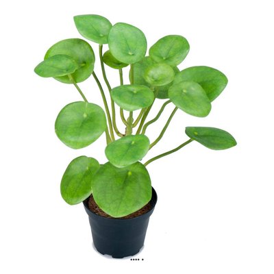 Plante Oreilles éléphant factice en pot H25cm ARTIFICIELLES