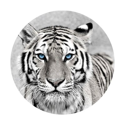 Tableau rond sur verre synthétique tigre 65 cm CEANOTHE