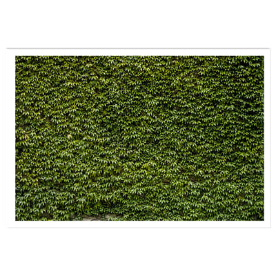 Affiche nature mur de lierres HEXOA