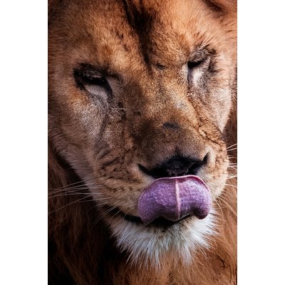 Tableau animaux delice de lion HEXOA