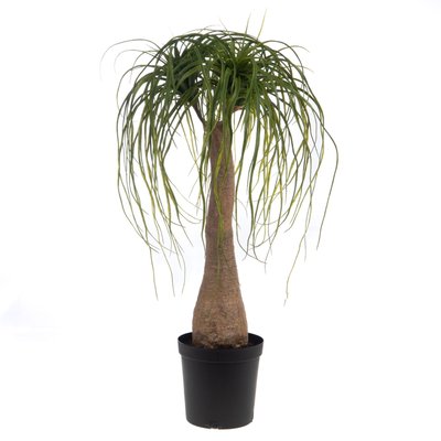 Baucarnea Nolina en pot 90 cm AMADEUS