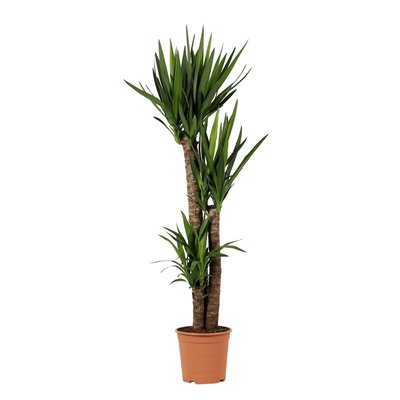 Planta Yucca gigante, BIOMA BIOMA PLANTS