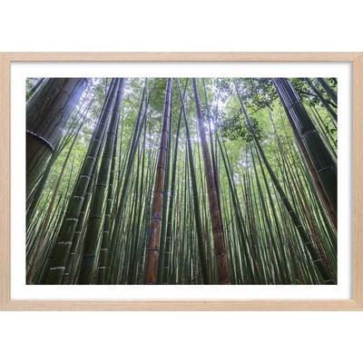 Affiche zen Bambous Geants HEXOA