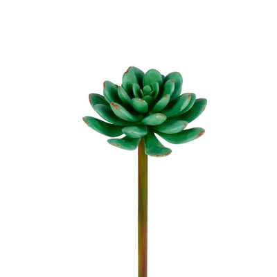 Tige d’echeveria artificielle H20 SIA