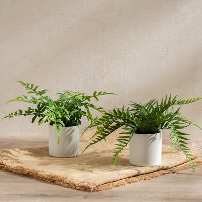 Set of 2 Ferns in White Ceramic Pot SO'HOME