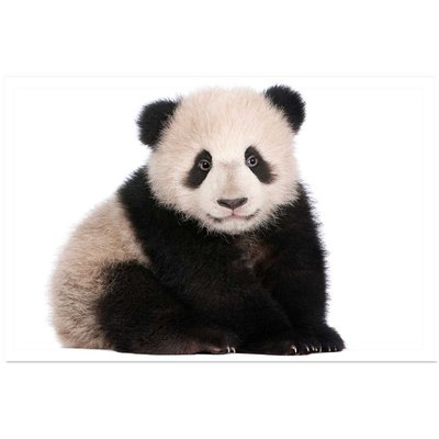 Affiche enfant bébé panda HEXOA