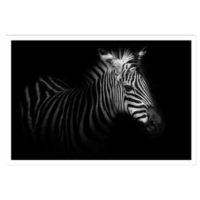 Affiche zebre dans la lumière HEXOA