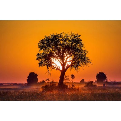 Tableau la savane HEXOA