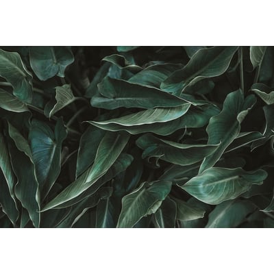 Tableau cactus green leaves HEXOA