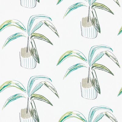 Crassula Wallpaper SCION