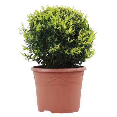 Planta Arbusto Bola, BIOMA BIOMA PLANTS