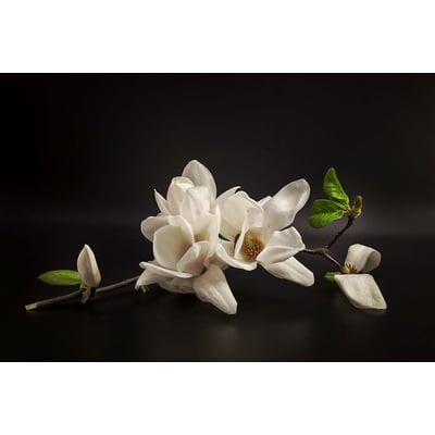 Tableau fleurs magnolia HEXOA
