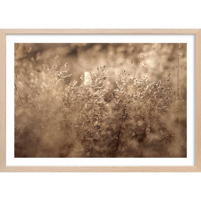 Affiche fleurs field grass HEXOA