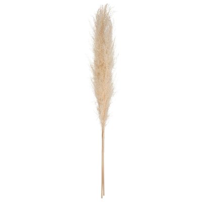 Set de 3 fleurs séchées PAMPA NATURELLE ATMOSPHERA