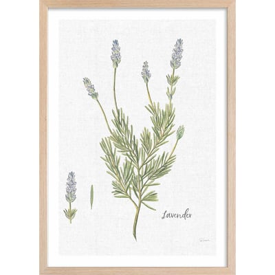 Affiche fleurs Lavande illustrée HEXOA