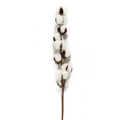 Branche de Coton Sèche Naturelle Décorative - 70cm WADIGA