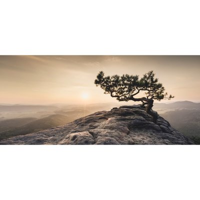 Tableau Mural Vieux Pin GRANDS ESPACES CEANOTHE