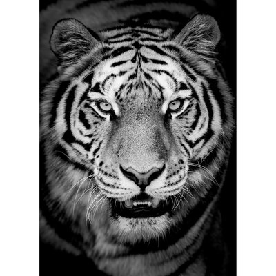 Tableau Mural Tigre En Noir Et Blanc ANIMAUX CEANOTHE