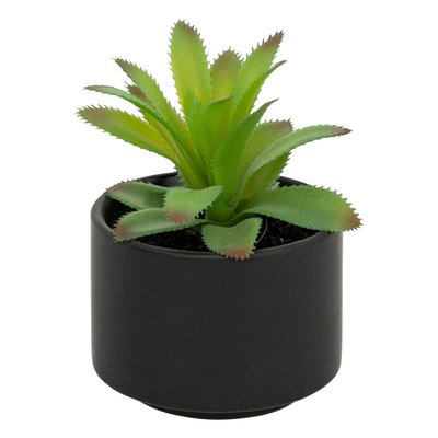 Plante grasse en pot ATMOSPHERA