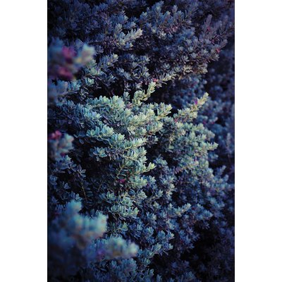 Tableau macro plante grasse collector HEXOA