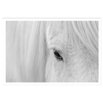 Poster cheval blanc d' islande HEXOA