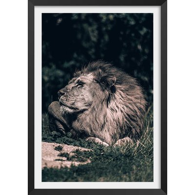 Affiche lion mon roi HEXOA