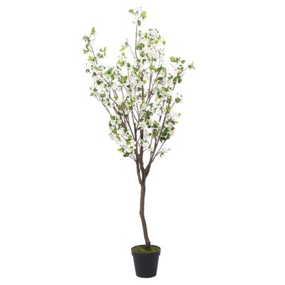 Cerisier   200 cm  -SUPERBA AMADEUS