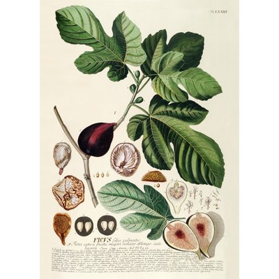 Affiche planche botanique figuier  Ficus Foliis Palmatis THE DYBDAHL CO